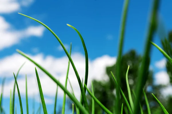 Végétation Verte Contre Ciel Bleu Avec Des Nuages Feuilles Herbe — Photo