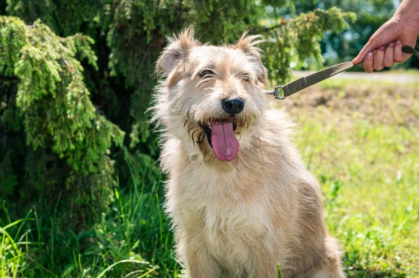 Hund Djurhem Väntar Adoption Porträtt Hemlös Hund Ett Djurhem Ren — Stockfoto
