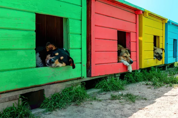 Dogs rest in booths at an animal shelter. Dog sleeping in a wooden colorful kennel. Waiting for adoption