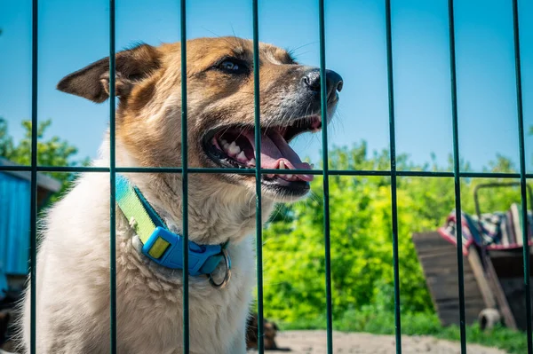 Dog in animal shelter waiting for adoption. Portrait of homeless dog in animal shelter cage. Kennel dogs locked