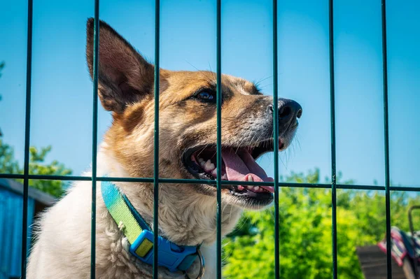 Dog in animal shelter waiting for adoption. Portrait of homeless dog in animal shelter cage. Kennel dogs locked