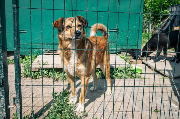 Perro Refugio Animales Esperando Adopción Retrato Perro Sin Hogar Jaula — Foto de Stock