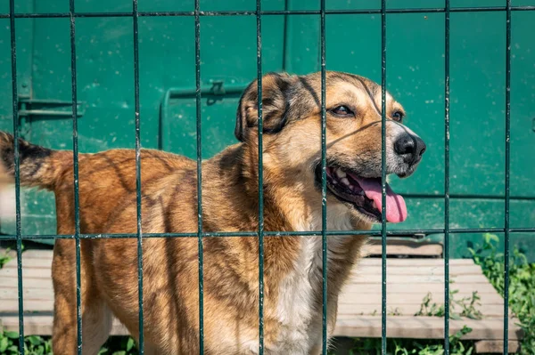 Dog Animal Shelter Waiting Adoption Portrait Homeless Dog Animal Shelter — Stock Photo, Image