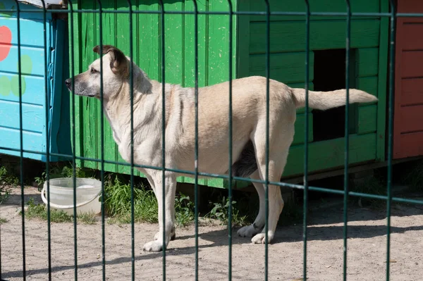 Dog in animal shelter waiting for adoption. Portrait of homeless dog in animal shelter cage. Kennel dogs locked