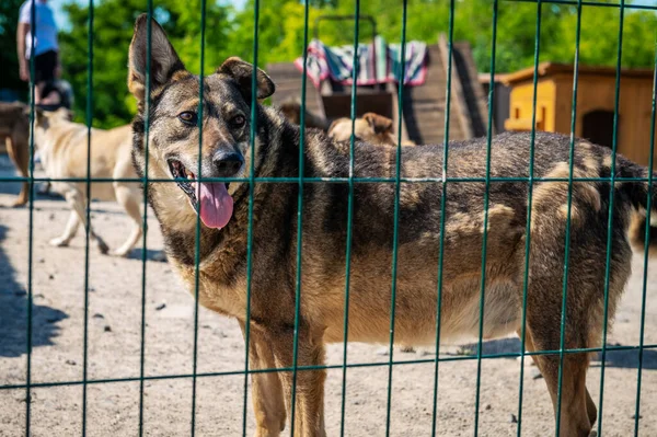 Dog in animal shelter waiting for adoption. Portrait of homeless dog in animal shelter cage. Kennel dogs locked