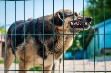 Hayvan barınağındaki köpek. Barınaktaki köpek kafesinde kilitlenmiş evsiz bir köpeğin portresi. Evlat edinilmeyi bekliyor