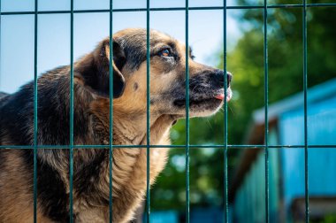 Hayvan barınağındaki köpek evlat edinilmeyi bekliyor. Hayvan barınağındaki evsiz köpek portresi. Köpek kulübeleri kilitli.