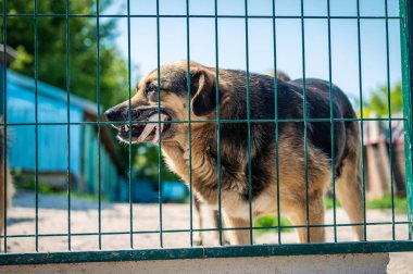 Hayvan barınağındaki köpek. Barınaktaki köpek kafesinde kilitlenmiş evsiz bir köpeğin portresi. Evlat edinilmeyi bekliyor