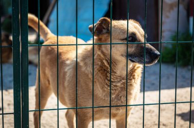 Hayvan barınağındaki köpek evlat edinilmeyi bekliyor. Hayvan barınağındaki evsiz köpek portresi. Köpek kulübeleri kilitli.