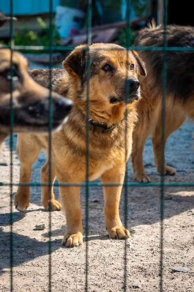 Σκύλος Στο Καταφύγιο Ζώων Περιμένει Για Υιοθεσία Πορτρέτο Του Άστεγου — Φωτογραφία Αρχείου