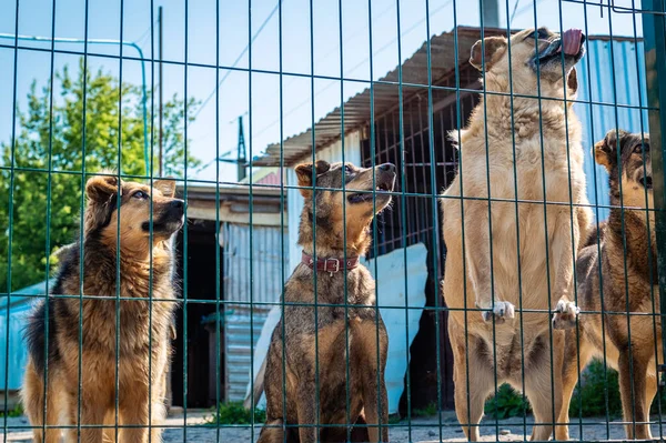 Grupo Perros Refugio Animales Perros Sin Hogar Comiendo Una Jaula — Foto de Stock