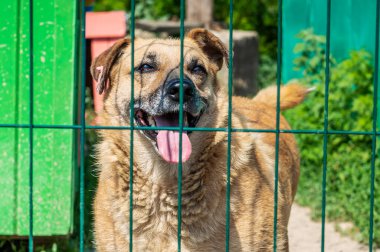 Hayvan barınağındaki köpek evlat edinilmeyi bekliyor. Hayvan barınağındaki evsiz köpek portresi. Köpek kulübeleri kilitli.
