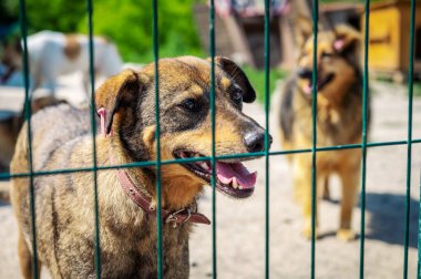 Hayvan barınağındaki köpek evlat edinilmeyi bekliyor. Hayvan barınağındaki evsiz köpek portresi. Köpek kulübeleri kilitli.