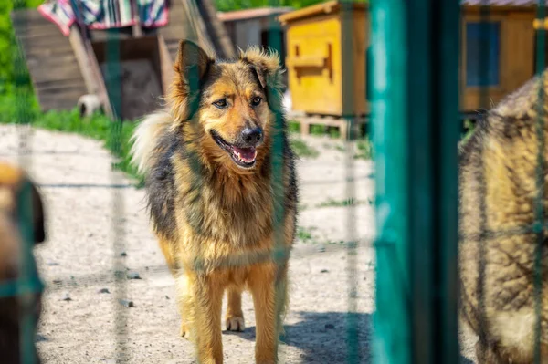 Dog in animal shelter waiting for adoption. Portrait of homeless dog in animal shelter cage. Kennel dogs locked