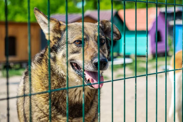 Dog in animal shelter waiting for adoption. Portrait of homeless dog in animal shelter cage. Kennel dogs locked