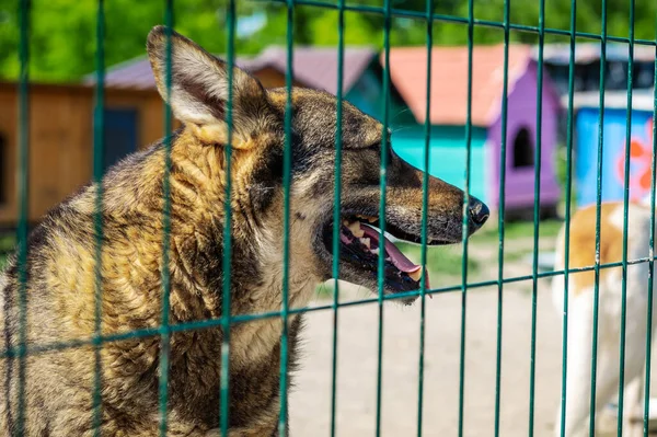 Pies Schronisku Czeka Adopcję Portret Bezdomnego Psa Klatce Dla Zwierząt — Zdjęcie stockowe