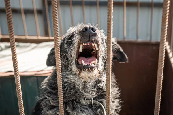 Angry dog at the animal shelter. Portrait of a homeless dog in a cage at an animal shelter. Kennel dogs locked