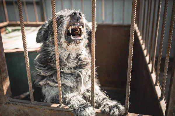 Angry dog at the animal shelter. Portrait of a homeless dog in a cage at an animal shelter. Kennel dogs locked