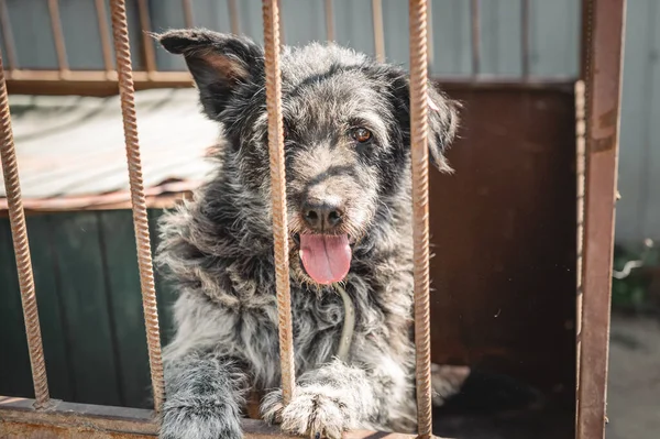 Dog in animal shelter waiting for adoption. Portrait of homeless dog in animal shelter cage. Kennel dogs locked