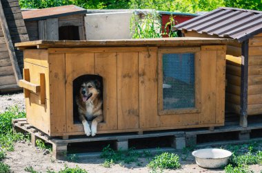 Bir hayvan barınağında köpek dinleniyor. Köpek ahşap bir köpek kulübesinde oturuyor. Evlat edinilmeyi bekliyor