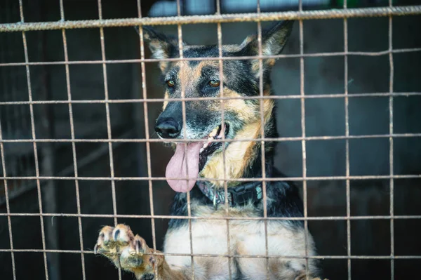 Dog in animal shelter waiting for adoption. Portrait of homeless dog in animal shelter cage. Kennel dogs locked