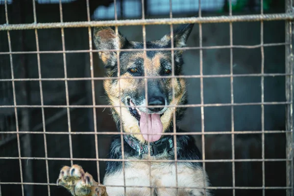 Perro Refugio Animales Esperando Adopción Retrato Perro Sin Hogar Jaula — Foto de Stock