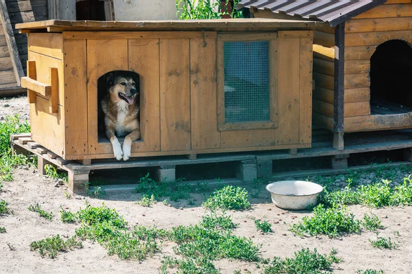 Hunderuhe Ställen Tierheim Hund Sitzt Einem Hölzernen Zwinger Warten Auf — Stockfoto