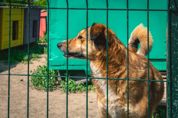 Dog in animal shelter waiting for adoption. Portrait of homeless dog in animal shelter cage. Kennel dogs locked