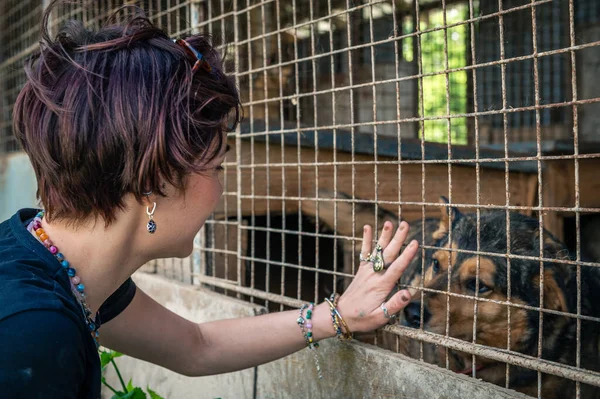 Dog at the shelter. Animal shelter volunteer feeding the dogs. Lonely dogs in cage with cheerful woman volunteer