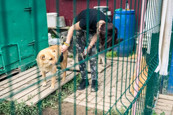 Dog at the shelter. Animal shelter volunteer takes care of dogs. Lonely dogs in cage with cheerful woman volunteer.