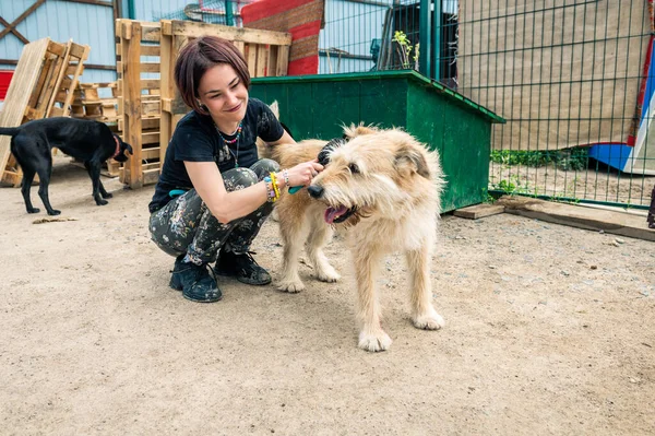 Dog at the shelter. Animal shelter volunteer takes care of dogs. Lonely dogs in cage with cheerful woman volunteer.