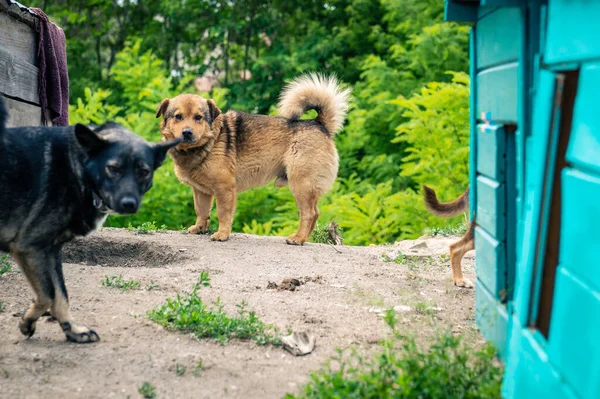 Kutya Menhelyen Kutyák Sétálnak Állatmenhelyen Szabadban Hajléktalan Kutyák — Stock Fotó