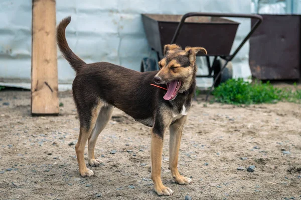 Dog at the shelter. Dogs walking in the animal shelter outdoor. Homeless dogs