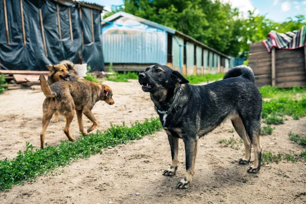 Dog at the shelter. Dogs walking in the animal shelter outdoor. Homeless dogs