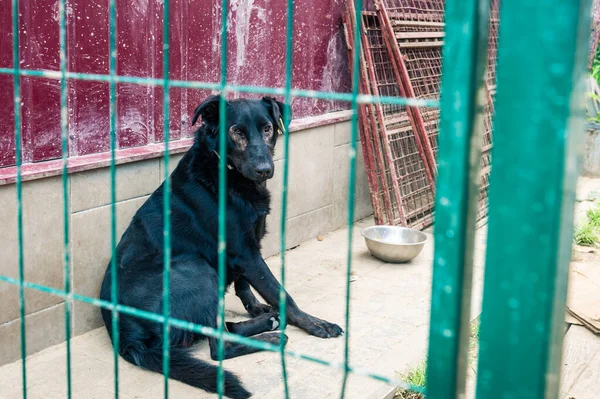 Dog in animal shelter waiting for adoption. Portrait of homeless black dog in animal shelter cage. Kennel dogs locked