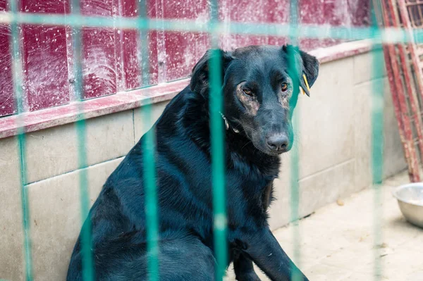 Dog in animal shelter waiting for adoption. Portrait of homeless black dog in animal shelter cage. Kennel dogs locked