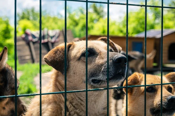 Dogs in animal shelter waiting for adoption. Homeless dogs in animal shelter cage. Kennel dogs locked