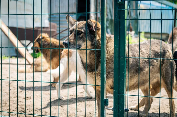 Dogs in animal shelter waiting for adoption. Homeless dogs in animal shelter cage. Kennel dogs locked