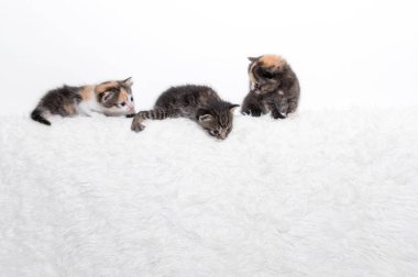Üç sevimli kedi yavrusu yumuşak bir battaniyenin üzerinde oturuyorlar. Üç güzel kedi miyavlıyor ve gülümsüyor.