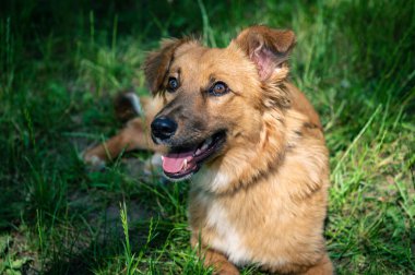 Kırmızı kırma köpek yürüyüşe çıktı. Köpek bahçedeki çimlerin üzerinde uzanıyor. Kırmızı melez köpek portresi.