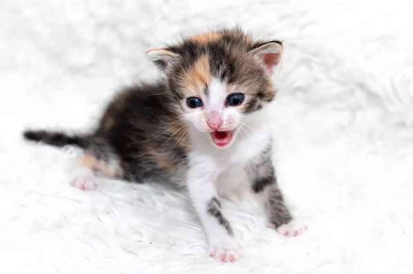 Cute Little Kitten Sits Soft Blanket Beautiful Cute Kitten Meowing — Zdjęcie stockowe