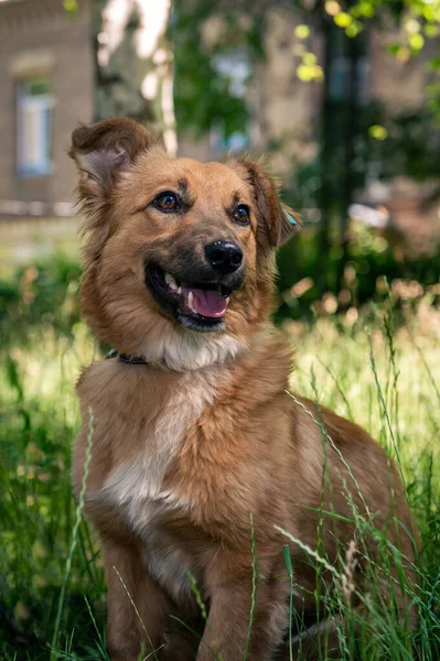 Röd Byracka Promenad Hunden Ligger Gräset Trädgården Rött Blandras Hund — Stockfoto