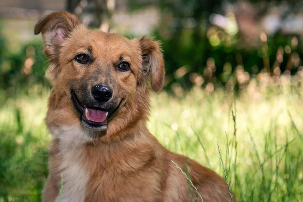 Red Mongrel Dog Walk Dog Lies Grass Garden Red Mixed — Stockfoto