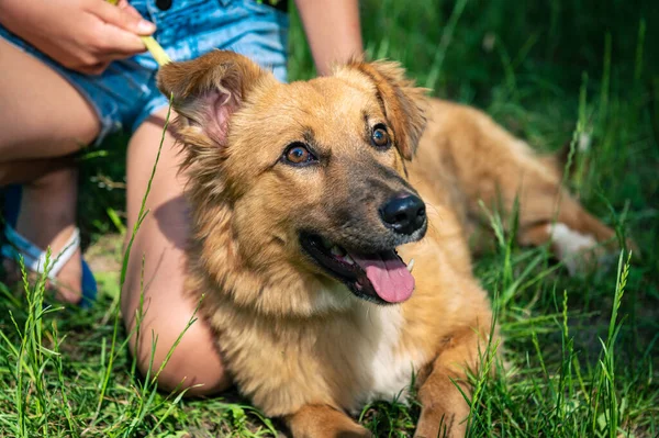 Red Mongrel Dog Walk Dog Lies Grass Garden Red Mixed — Zdjęcie stockowe