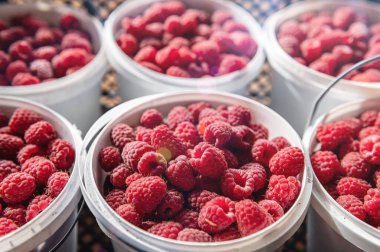 Ahududu hasadı. Kovada bir sürü ahududu var. Kırmızı, olgun ahududu şeffaf bir kovada