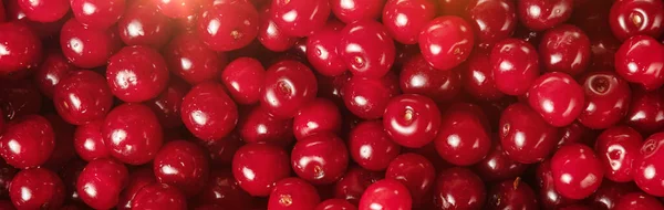 Sztandar Świeżej Wiśni Bliska Wiśniowe Tło Słodkie Organiczne Wiśnie Czerwone — Zdjęcie stockowe