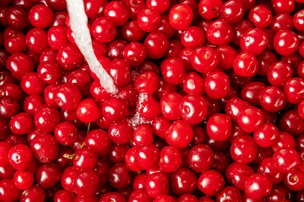 Cherry washing.  Sweet cherry washing in the kitchen sink. Washing cherries in colander in kitchen sink.