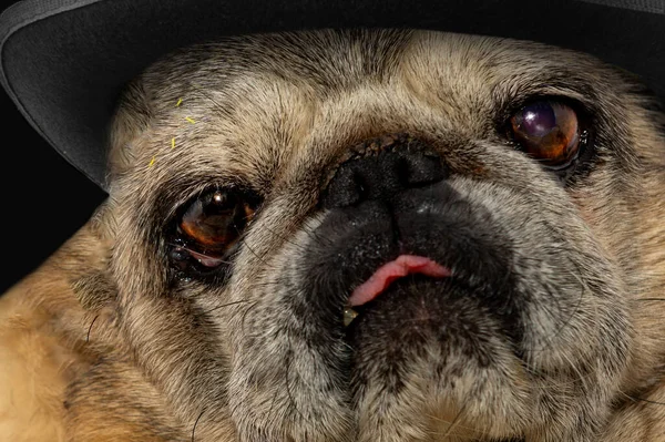 Close-up portrait of old pug dog in black hat. Cute pug dog. Pug looks sadly at the camera on black background