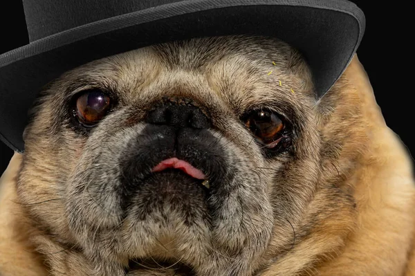 Close-up portrait of old pug dog in black hat. Cute pug dog. Pug looks sadly at the camera on black background