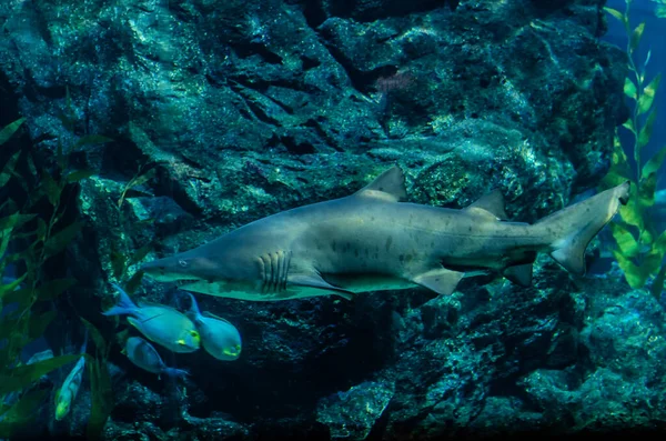 Shark Swims Seaweed Shallows Sea Shark Swims Exotic Ocean Scene — Stock fotografie